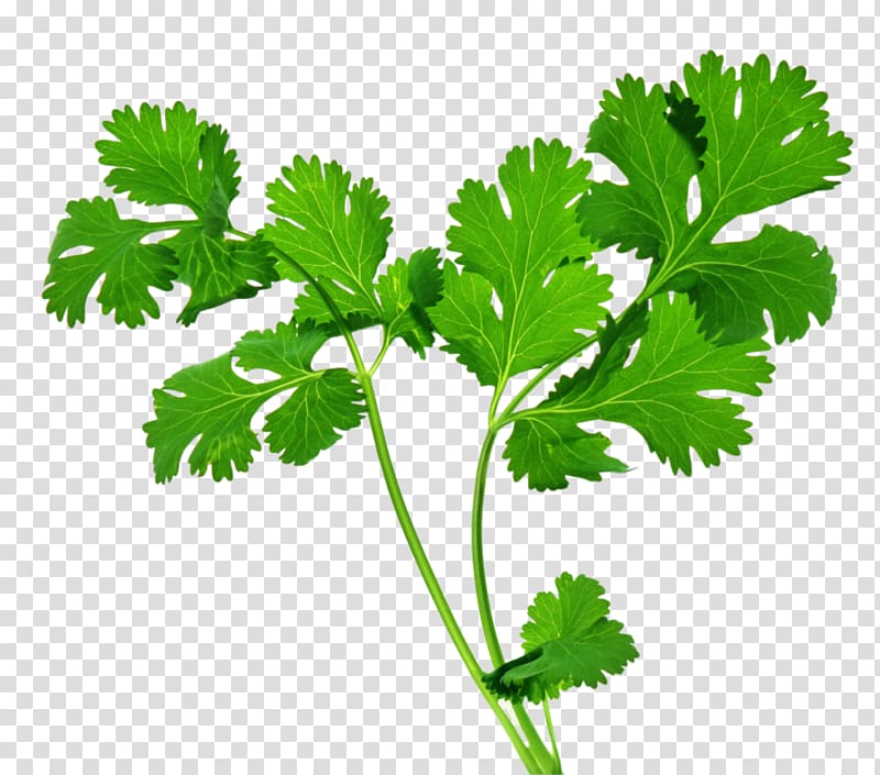 celery illustration, Organic food Coriander Indian cuisine Herb Parsley, Herbs transparent background PNG clipart