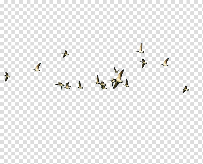 group of birds flying, Bird migration Poster, Flying the bird transparent background PNG clipart