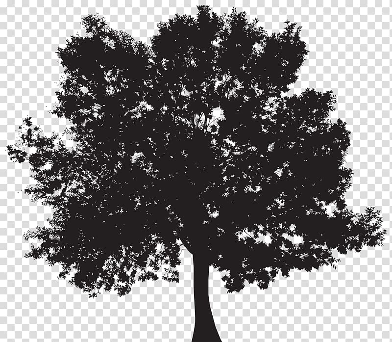 Black tree illustration, Silhouette Tree , Tree Silhouette transparent