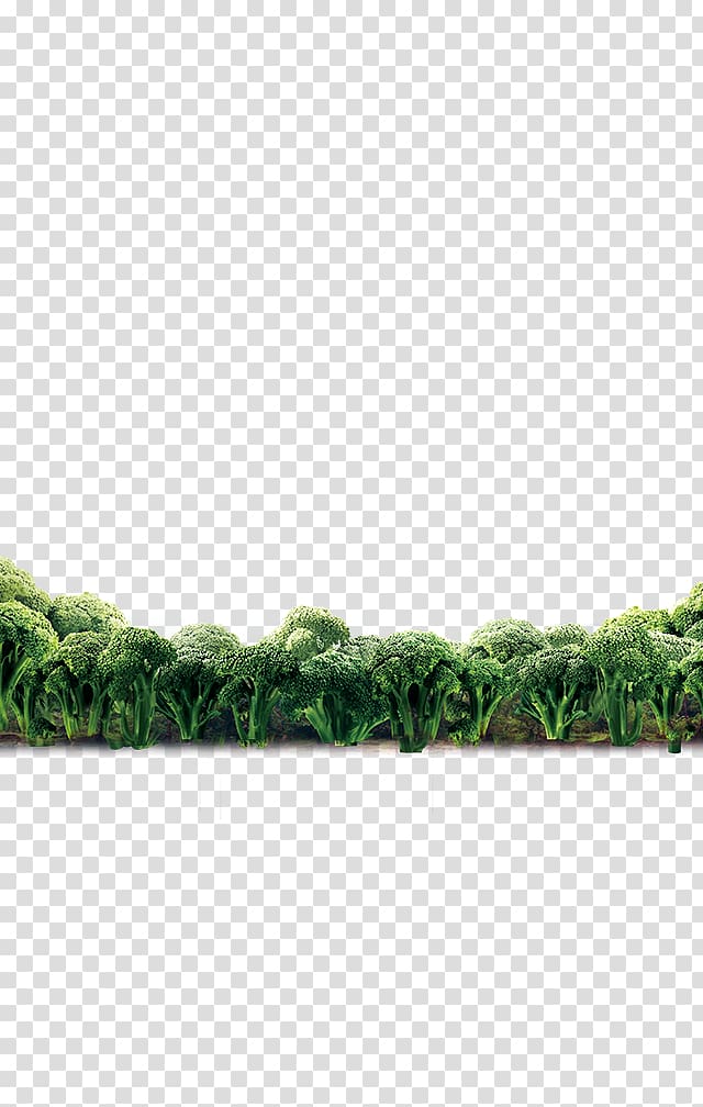 Green Angle Pattern, Cyan cauliflower forest transparent background PNG clipart