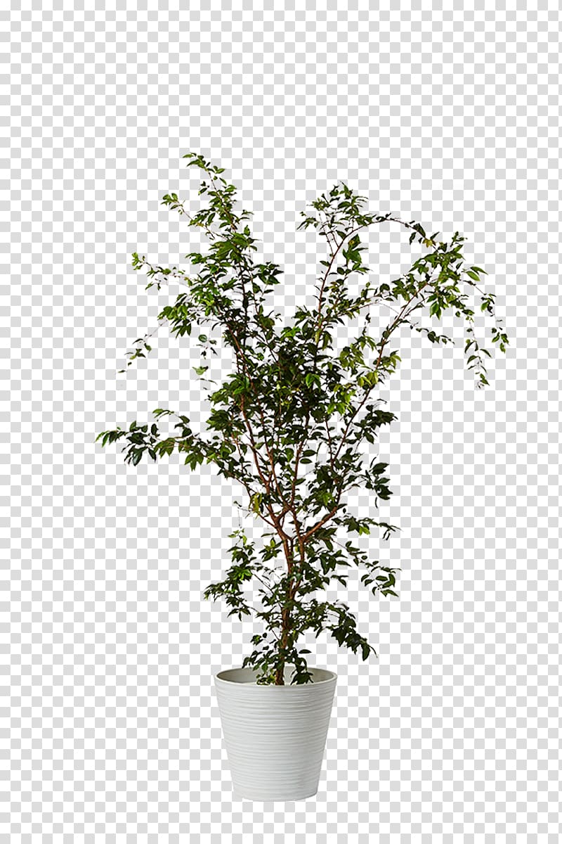 Proteas Houseplant Myrtle family Dwarf umbrella tree, plant transparent background PNG clipart