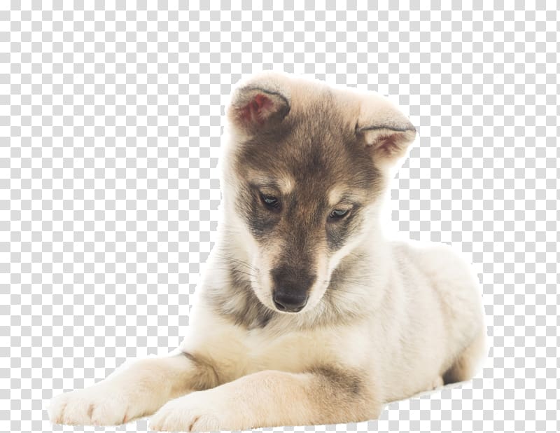 Puppy Saarloos wolfdog Czechoslovakian Wolfdog , puppy transparent background PNG clipart