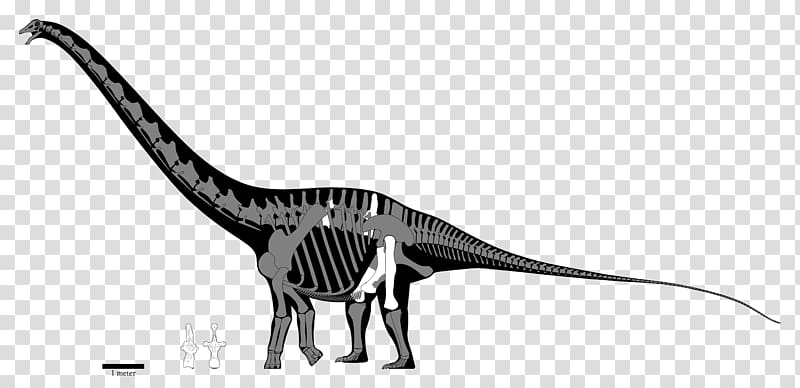 Velociraptor Carcharodontosaurus Spinosaurus Sauroniops Amphicoelias altus, dinosaur transparent background PNG clipart