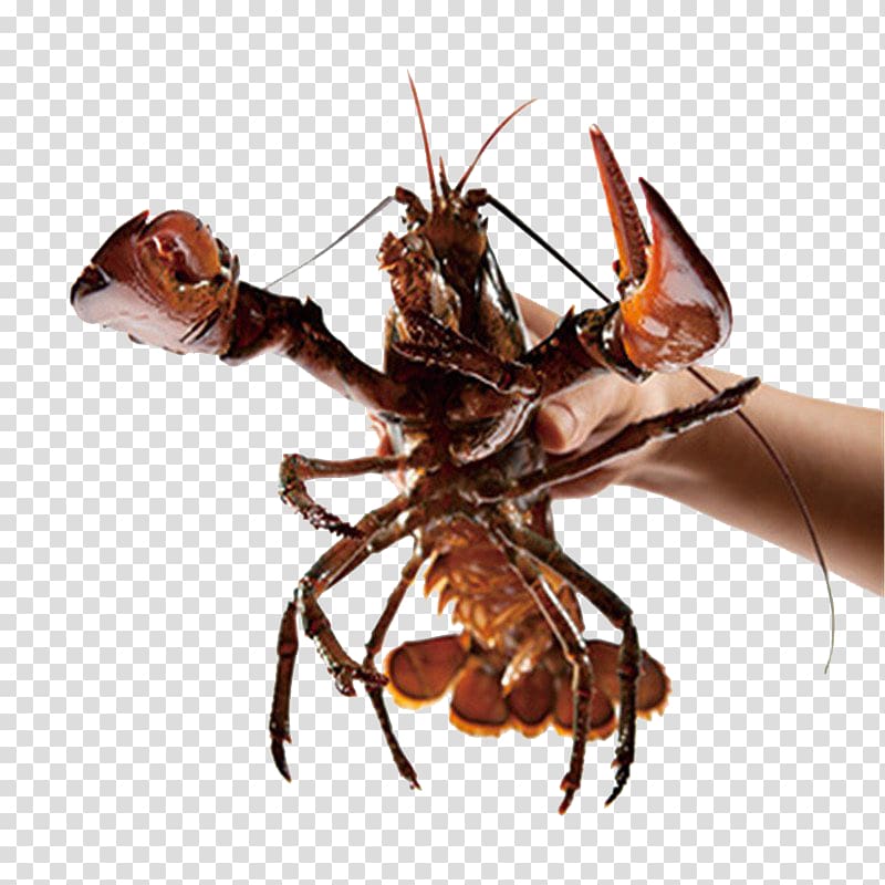 Lobster Seafood East Boston Crayfish as food Crab, Fresh Boston lobster transparent background PNG clipart