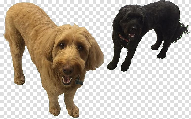 Cockapoo Boykin Spaniel Dog breed Dog daycare Companion dog, others transparent background PNG clipart