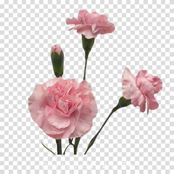 Garden roses Carnation Cut flowers Pink, jade flower transparent background PNG clipart
