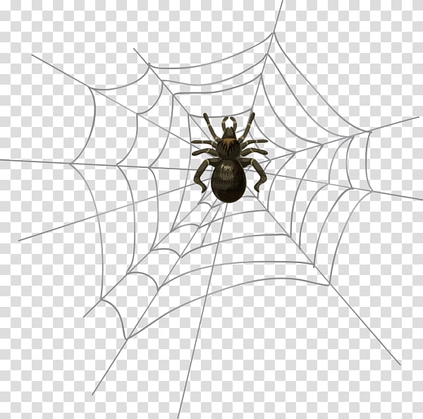 Spider web , spider transparent background PNG clipart