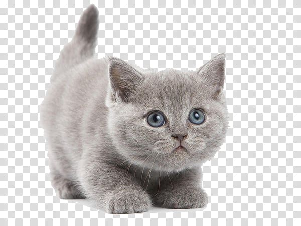 short-coated gray kitten, British Shorthair Abyssinian Kitten , Cute gray kitten transparent background PNG clipart