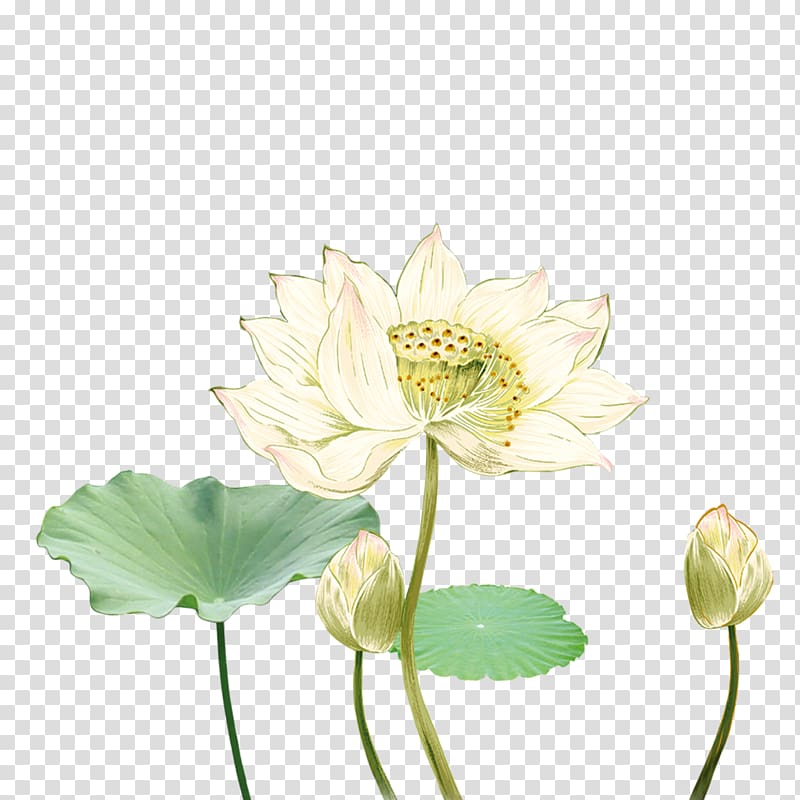 white petaled flower , Common carp Ink wash painting Poster Chinese painting, Lotus lotus leaf decoration transparent background PNG clipart
