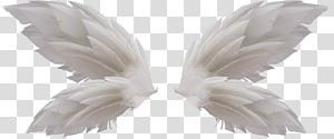  wings transparent background PNG clipart thumbnail