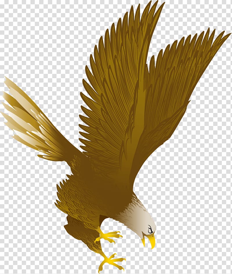 Bald Eagle , Flying eagle transparent background PNG clipart