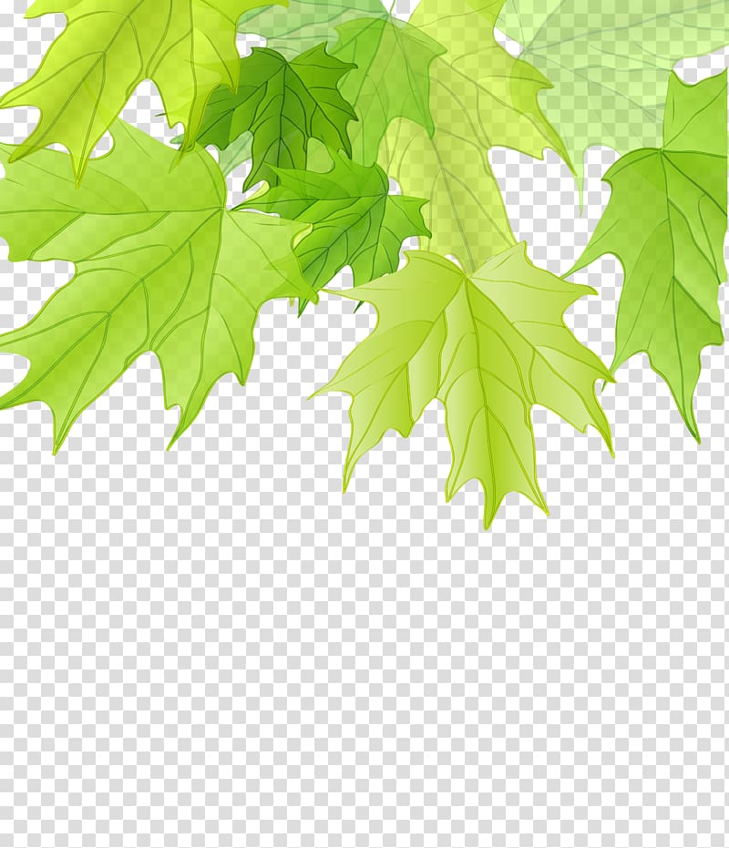 Maple leaf Green, Green tree leaves cartoon creative transparent background PNG clipart