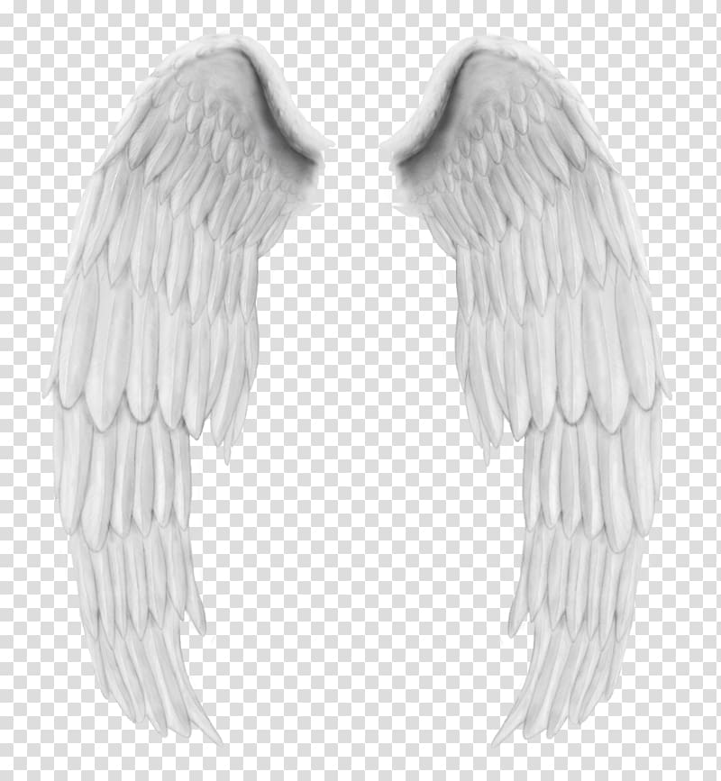 Angel wings Buffalo wing, fashion album transparent background PNG clipart
