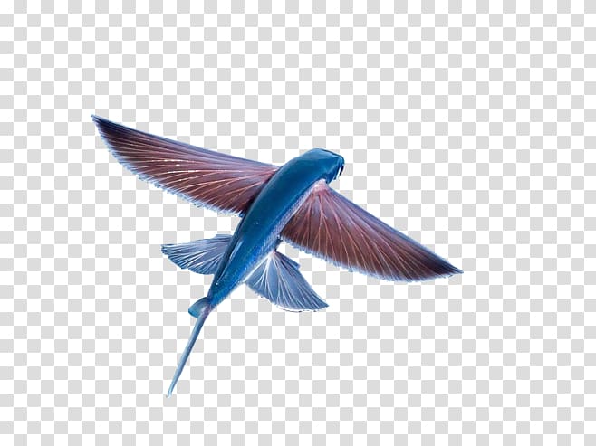 Flight Flying fish , flying fish transparent background PNG clipart