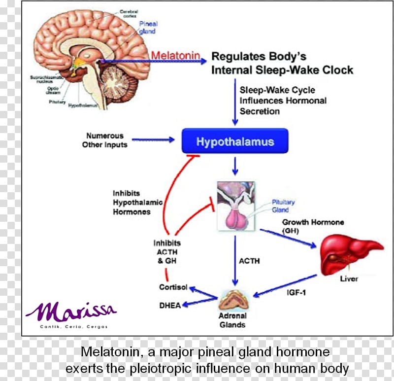 Melatonin Sleep Hormone Dietary supplement Pineal gland, adrenal gland cartoon transparent background PNG clipart