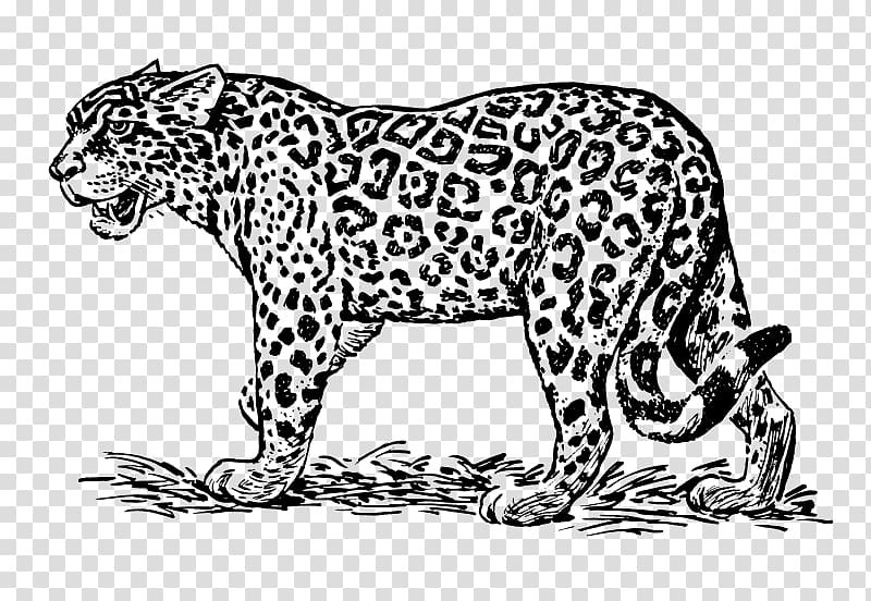 Jaguar Drawing Line art , jaguar transparent background PNG clipart