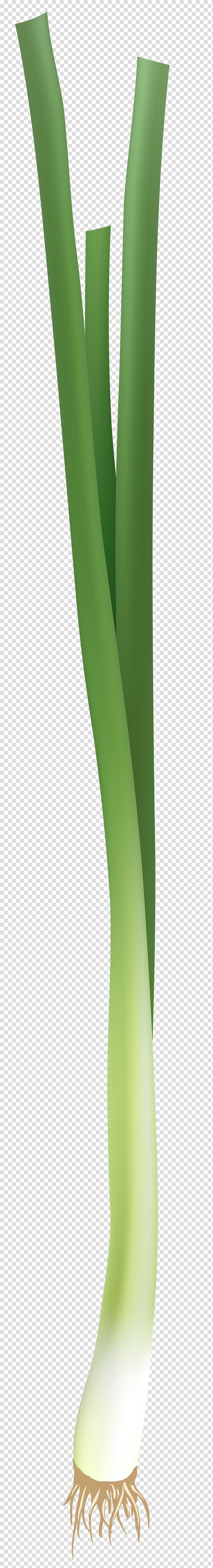 green spring onion , Plant stem Human leg, Spring Onion transparent background PNG clipart