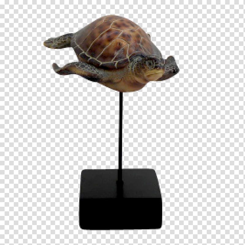 Box turtle Sea turtle Tortoise, european decorative transparent background PNG clipart