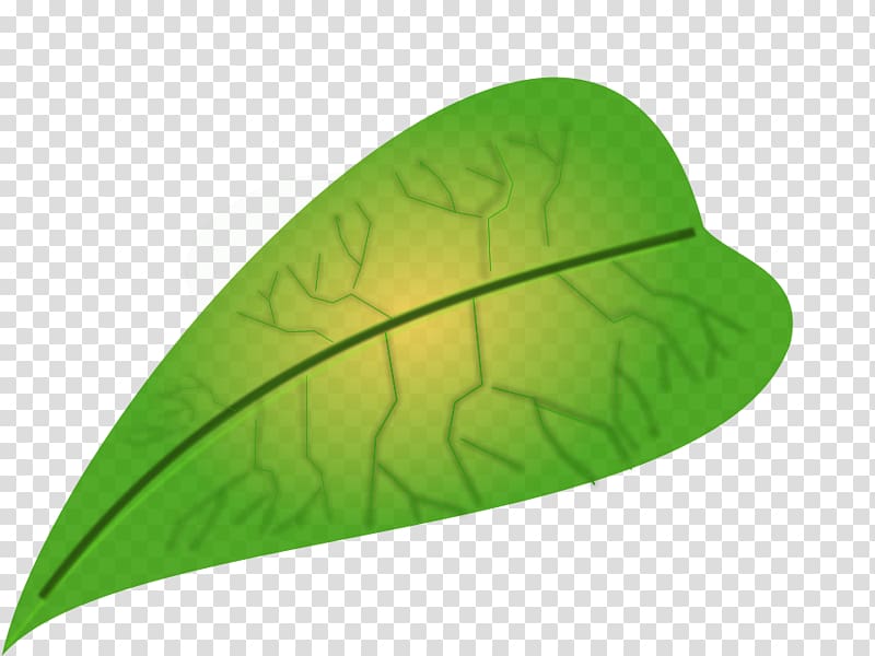 Leaf Biology , Big Leaves transparent background PNG clipart