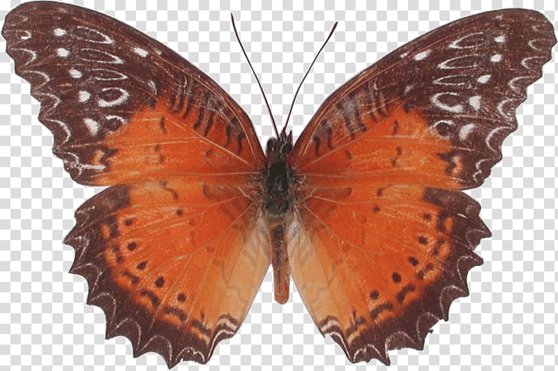 Nymphalidae Butterfly Cethosia biblis, butterfly transparent background PNG clipart