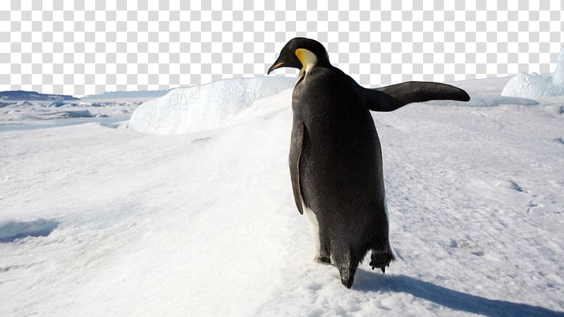 Penguin Microsoft Windows Windows 8 , Antarctic iceberg four transparent background PNG clipart