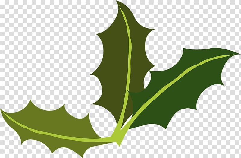 Yaupon Holly leaf miner Common holly , Leaf transparent background PNG clipart