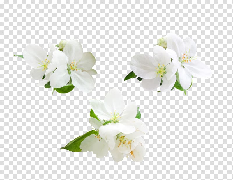 white petaled flowers, Apple Flower Computer file, Apple flowers transparent background PNG clipart