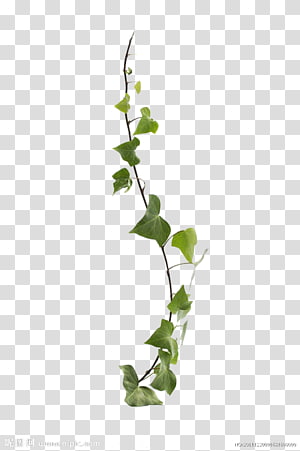 Green leaf illustration, Planta trepadora Vine Flora Liana, climb ...