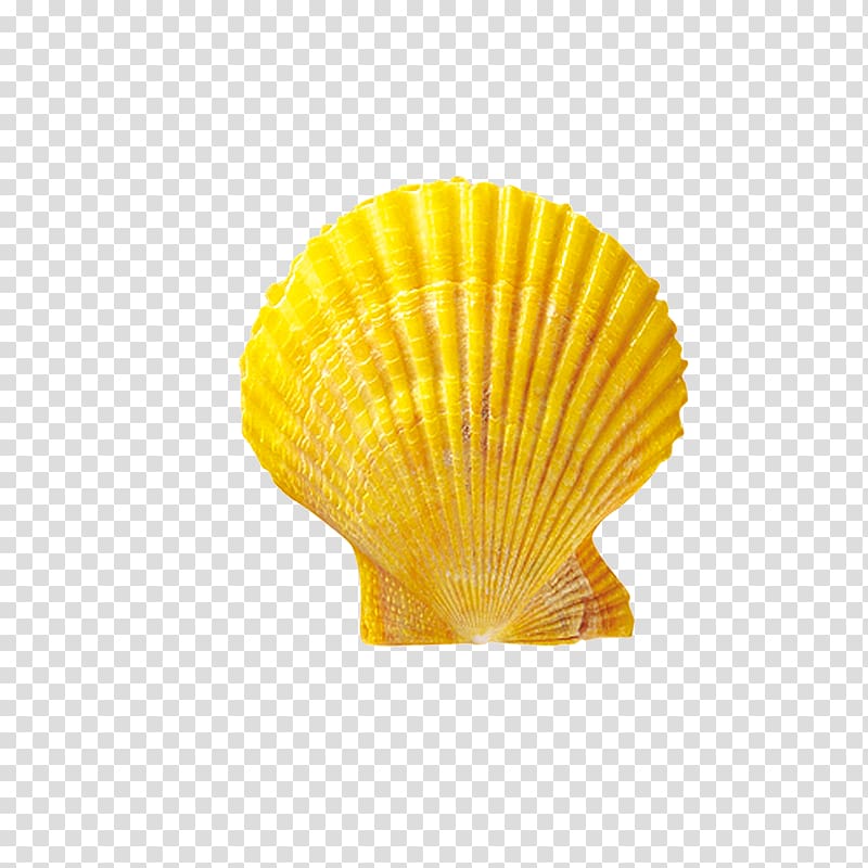 Seashell Shellfish Conchology Scallop, shell transparent background PNG clipart