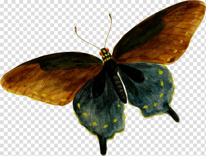 Colias Butterfly Battus philenor , butterfly transparent background PNG clipart