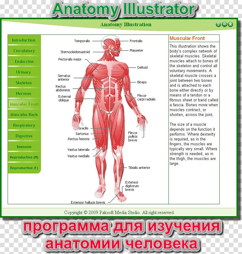 Muscle Homo sapiens Human body Muscular system Anatomy, Digest transparent background PNG clipart