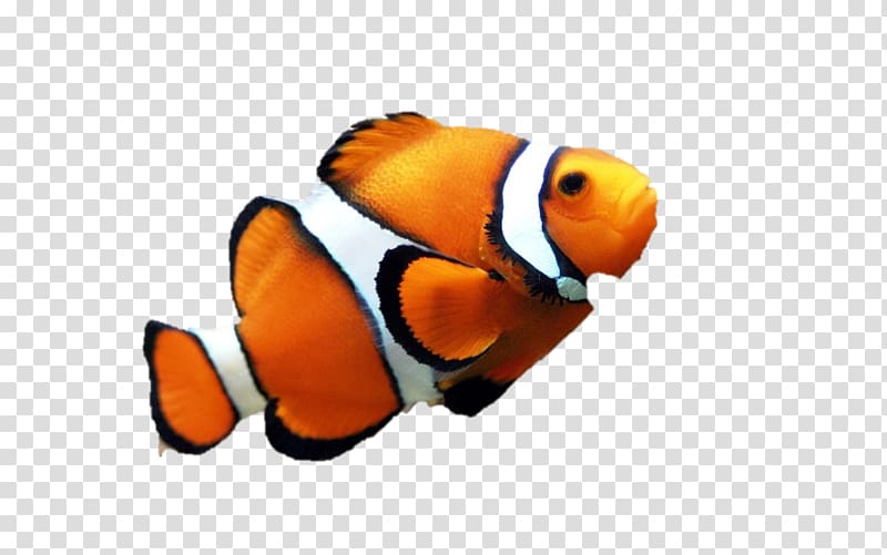 Orange clownfish Drawing , fish transparent background PNG clipart