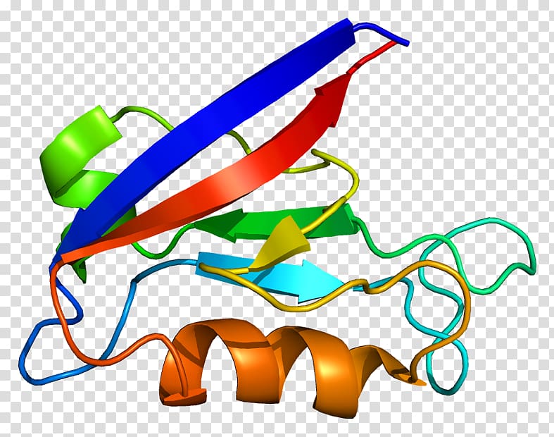 DLG1 DLG2 Gene Protein Membrane-associated guanylate kinase, others transparent background PNG clipart