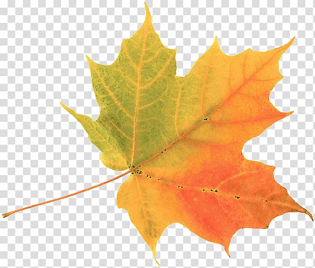 Autumn leaf color Maple leaf , gold leaf transparent background PNG clipart