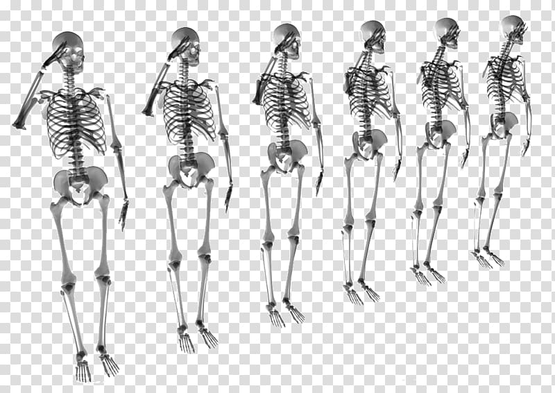 Human skeleton Bone Skull, A row of skeletons transparent background PNG clipart