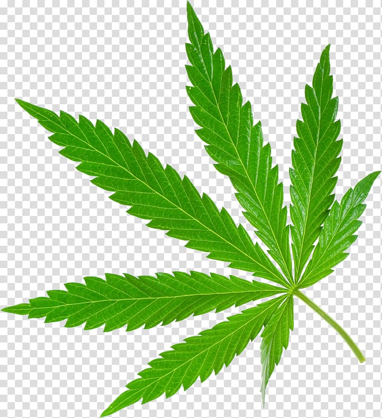 Cannabis sativa Medical cannabis 420 Day, cannabis transparent background PNG clipart