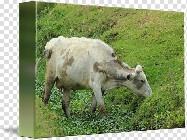 Cattle Goat Pasture Grazing Fauna, grazing cows transparent background PNG clipart