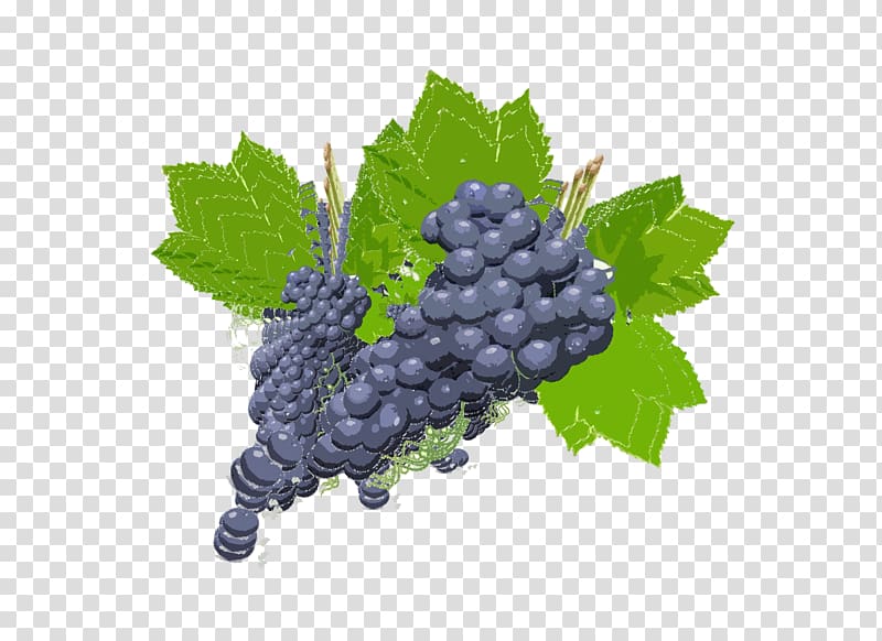 Grape Zante currant Boysenberry Bilberry Seedless fruit, grape transparent background PNG clipart