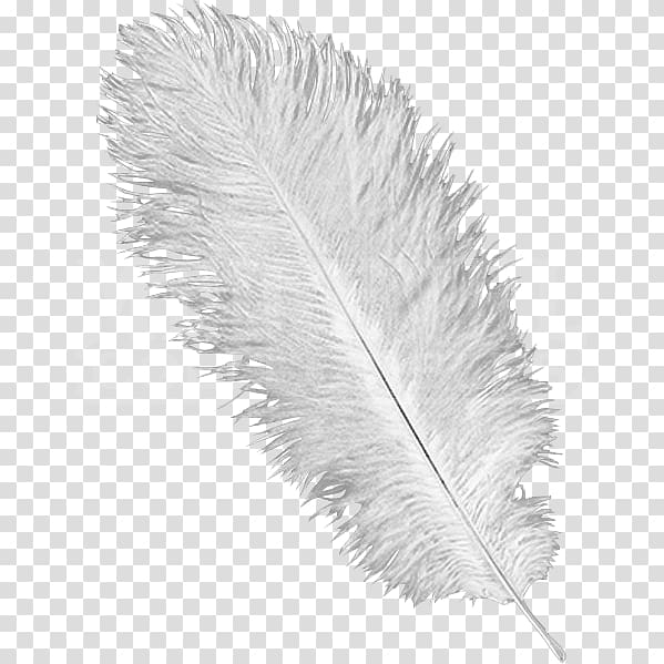 Feather Common ostrich Plume Hat Headgear, feather transparent background PNG clipart