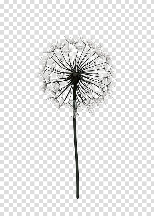 white dandelion illustration, Paper Drawing Poster Dandelion Black and white, Cartoon Dandelion transparent background PNG clipart