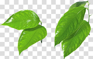 Leaf Green , Green leaf transparent background PNG clipart thumbnail