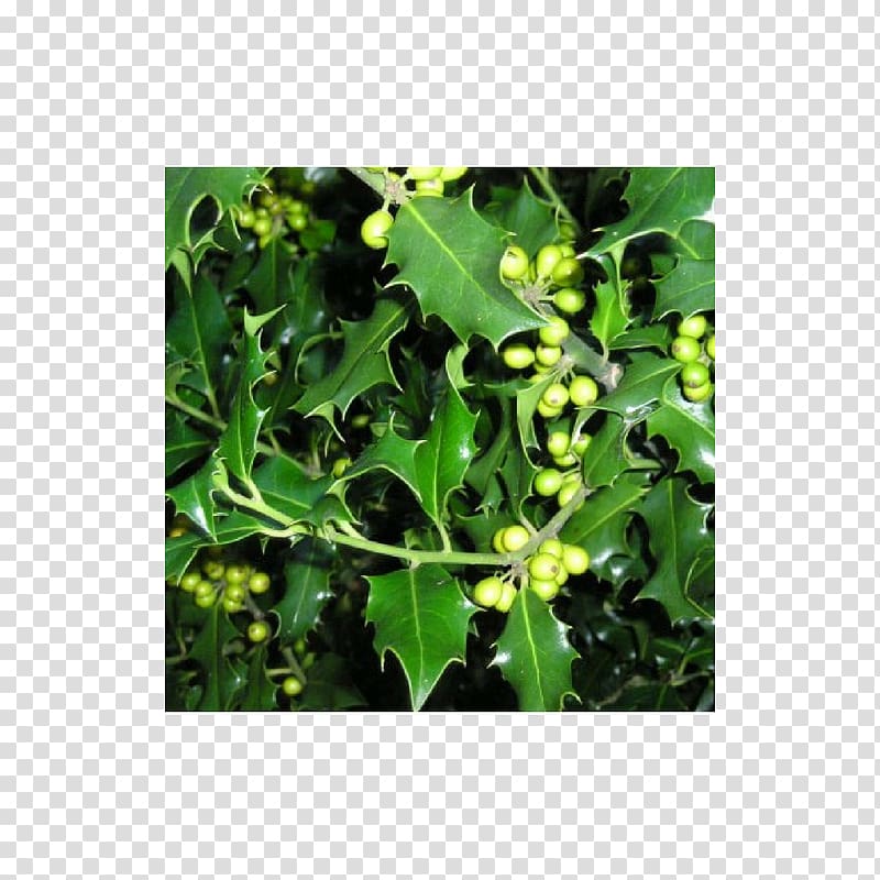 Common holly Hedge Buxus sempervirens Tree Quercus ilex, tree transparent background PNG clipart