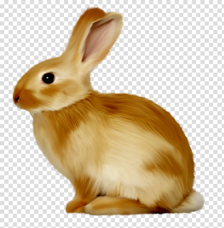Bunnies & Rabbits Hare , Cute little bunny transparent background PNG clipart