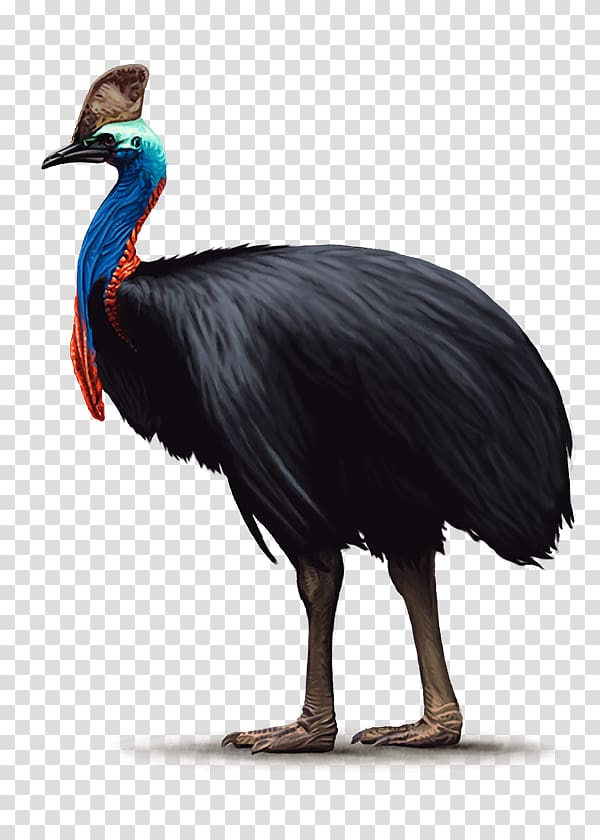 Handbook of the Birds of the World Common ostrich Southern cassowary Ratite, ostrich transparent background PNG clipart