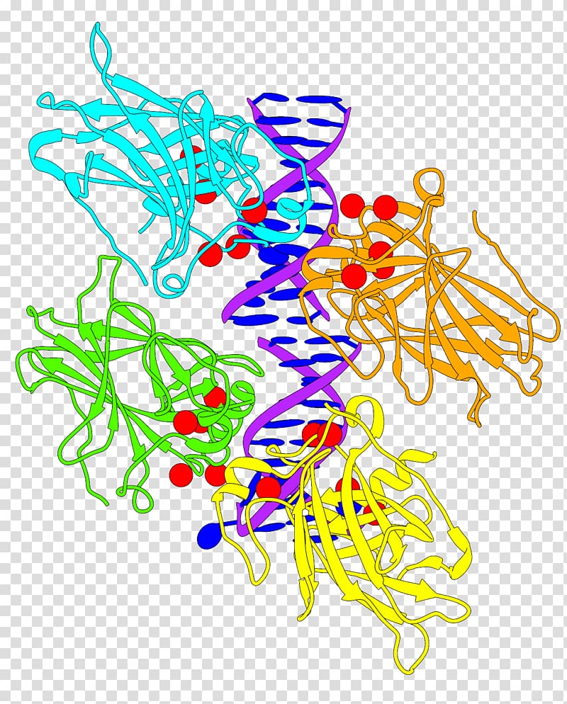 Protein structure Protein structure p53, Chimera transparent background PNG clipart