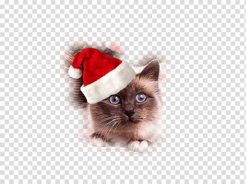 Whiskers Cat Kitten Christmas Santa Claus, gorro transparent background PNG clipart
