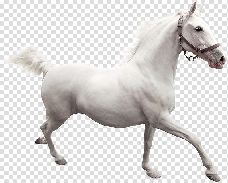 American Paint Horse Camargue horse Mustang Desktop Stallion, mustang transparent background PNG clipart