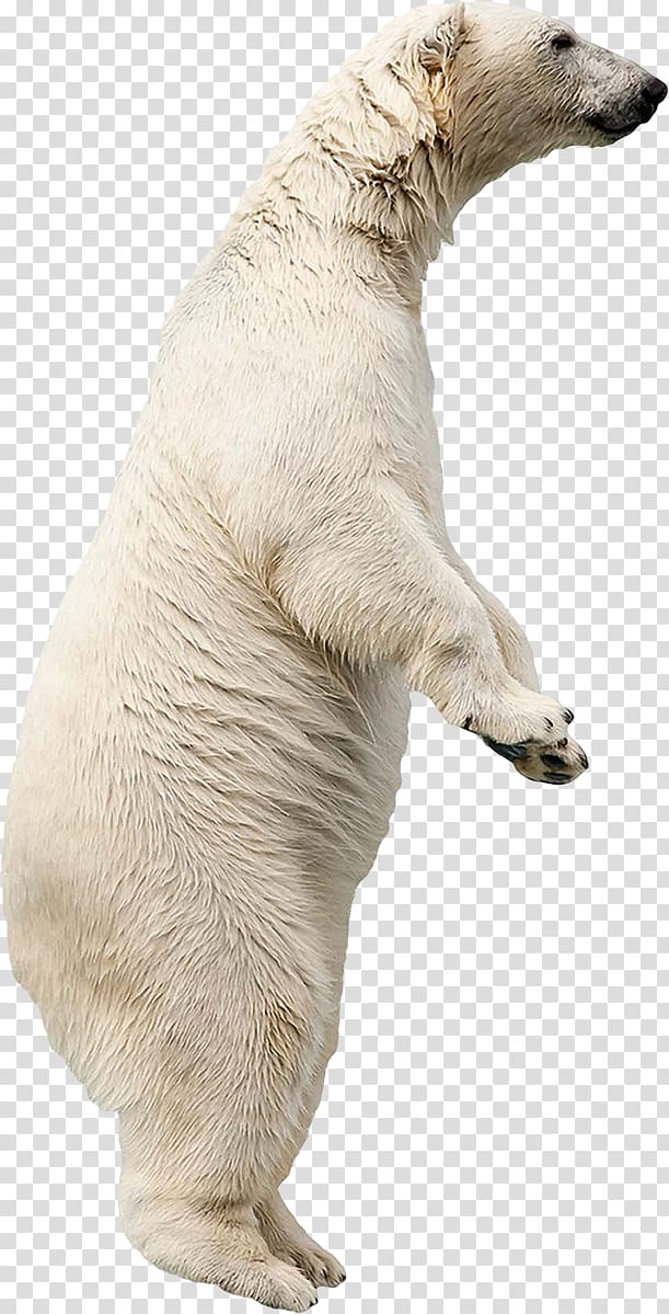 Polar bear Dog breed Fond blanc, polar bear transparent background PNG clipart