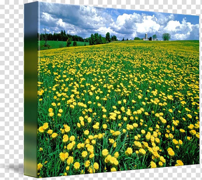 Canola Gallery wrap Meadow Canvas Art, dandelion music transparent background PNG clipart