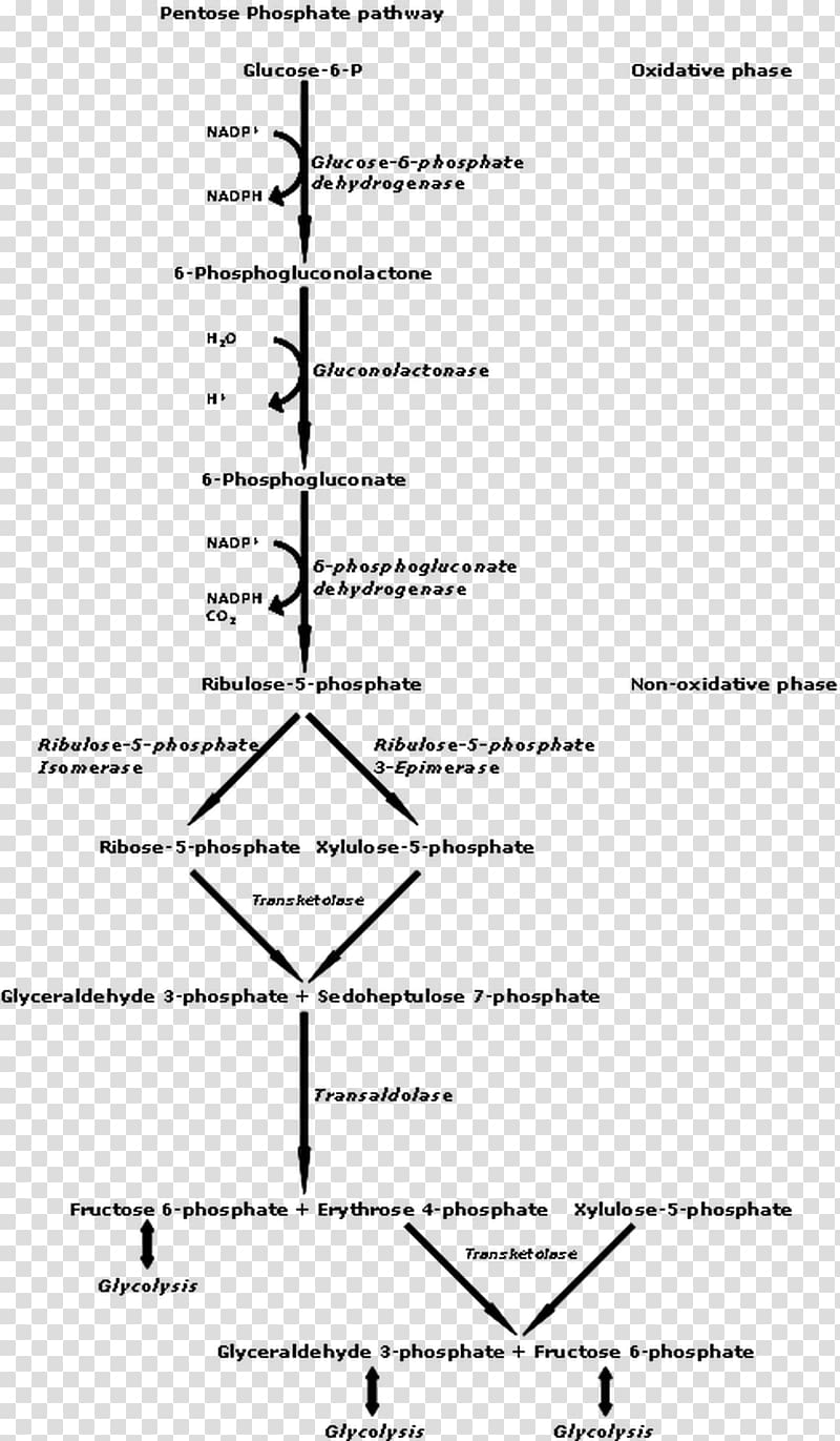 Pentose phosphate pathway Metabolic pathway Nicotinamide adenine dinucleotide phosphate Glycolysis, pathway transparent background PNG clipart
